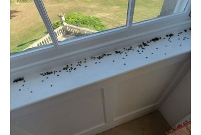 Big Issue In the UK with Flies - Here Is What To Do