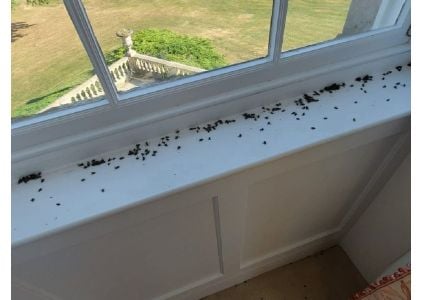 Big Issue In the UK with Flies - Here Is What To Do
